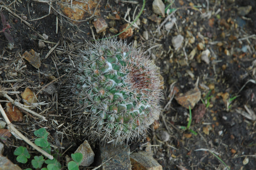 Mammillaria scrippsiana