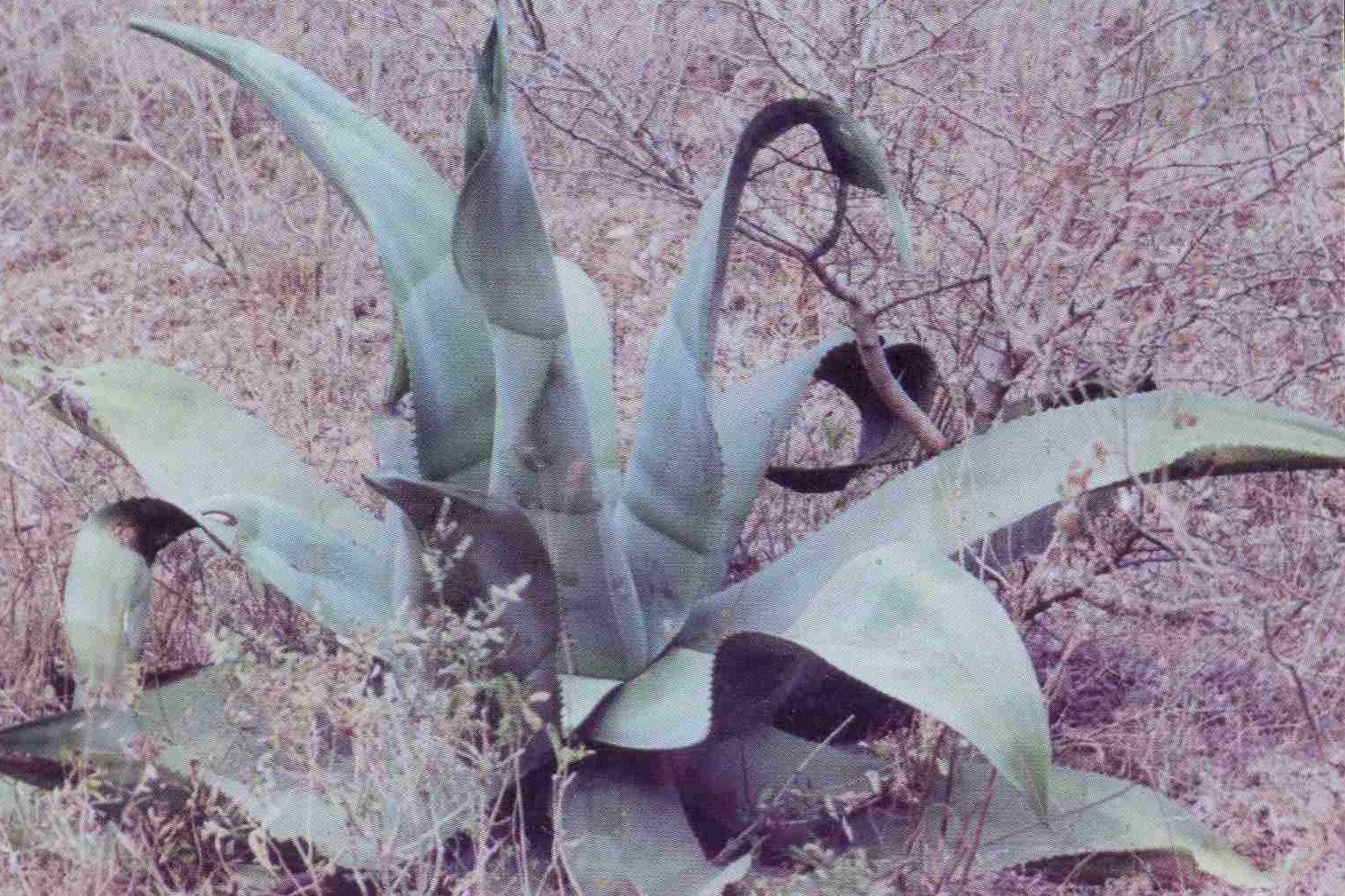 Agave valenciana