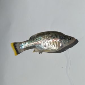 Ameca splendens macho