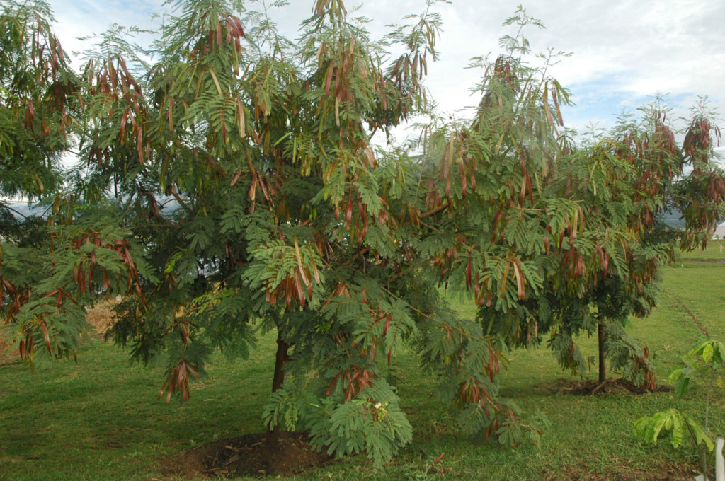 Leucaena leucocephala