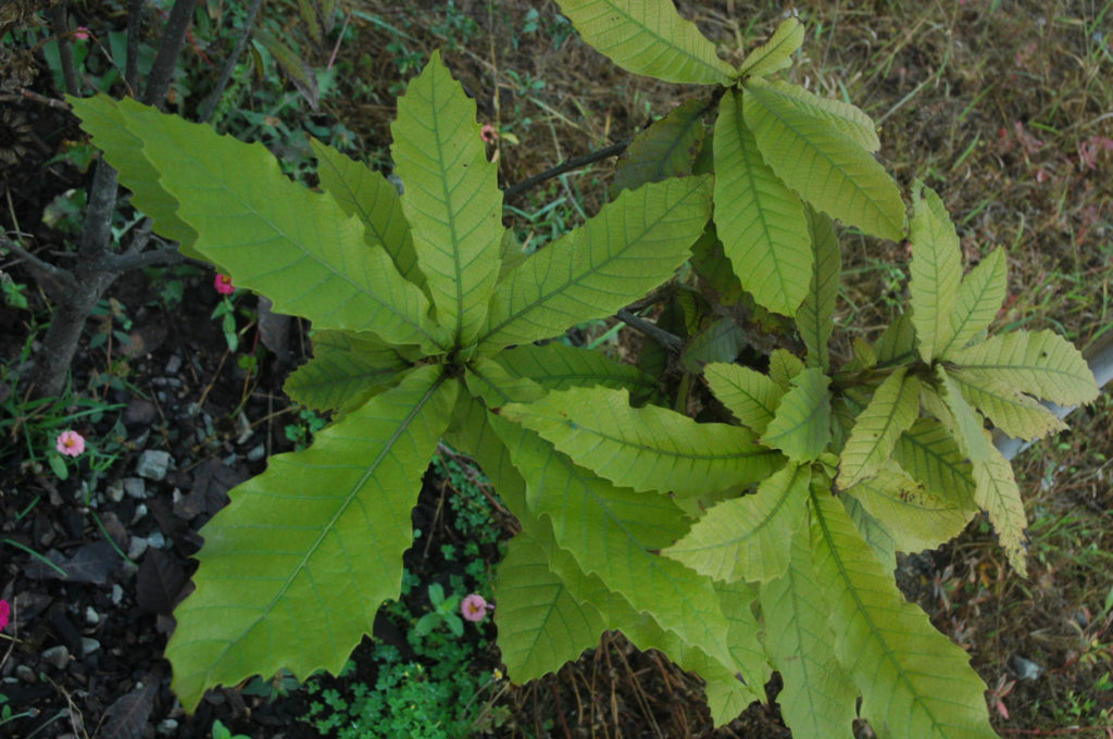 Quercus insignis