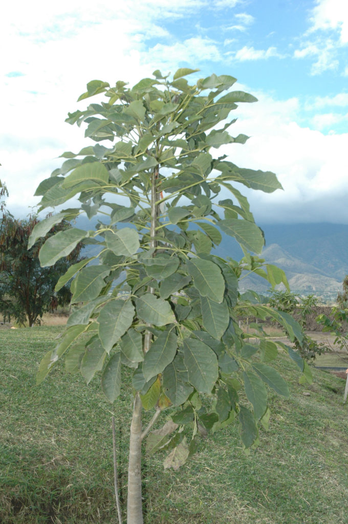 Tabebuia rosea