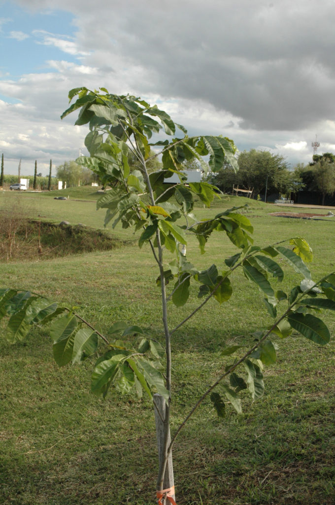 Brosimum alicastrum