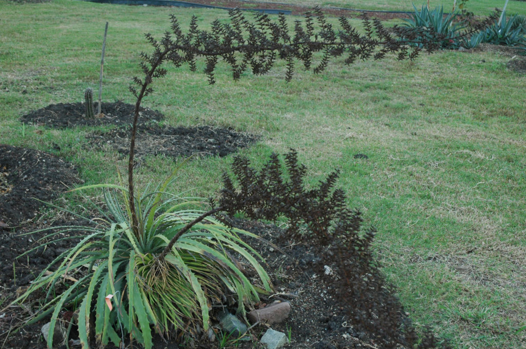 Hechtia jaliscana