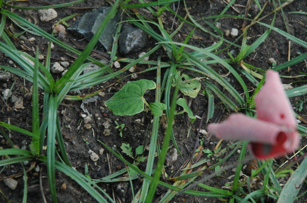 Dioscorea remotiflora