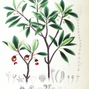 Ternstroemia_japonica