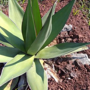 agave chazaroi2