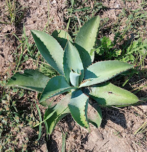 Agave americana