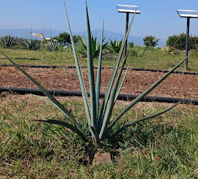Agave angustifolia