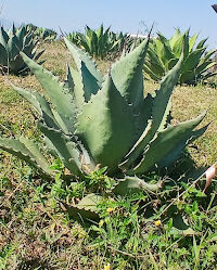 Agave cupreata