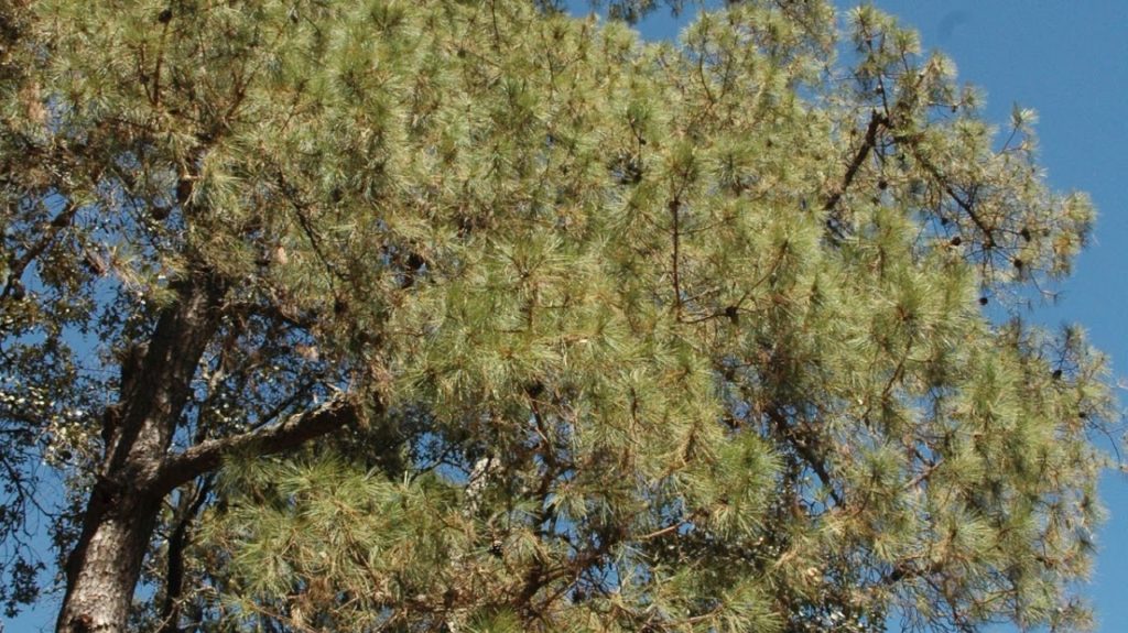 Pinus georginae