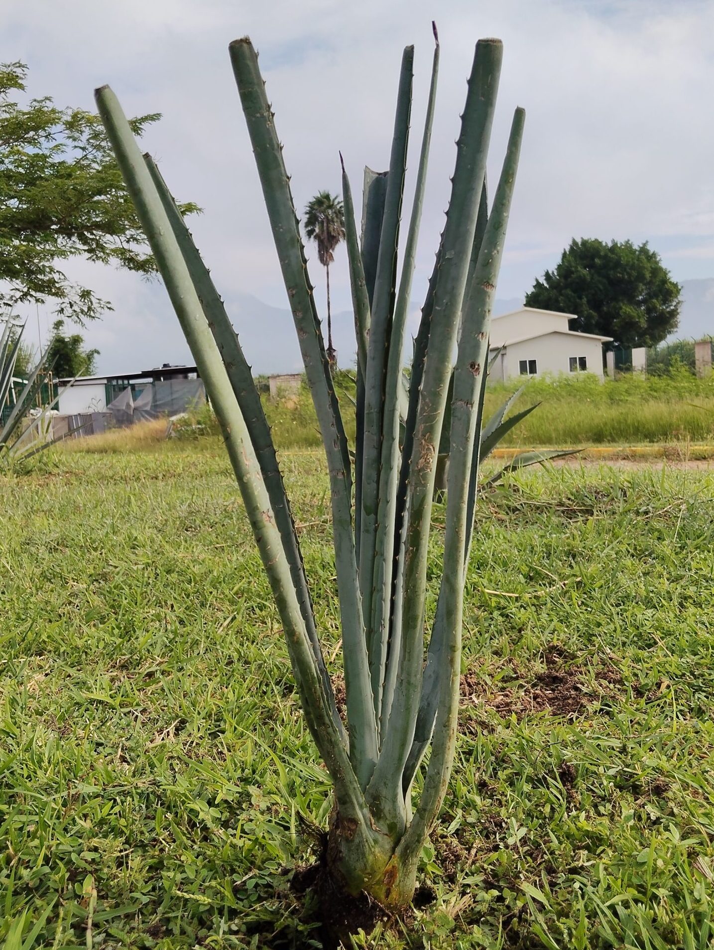 Agave rhodacantha